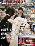 While not provided the same level of rights and protection as service animals, people with emotional support animals do enjoy certain rights